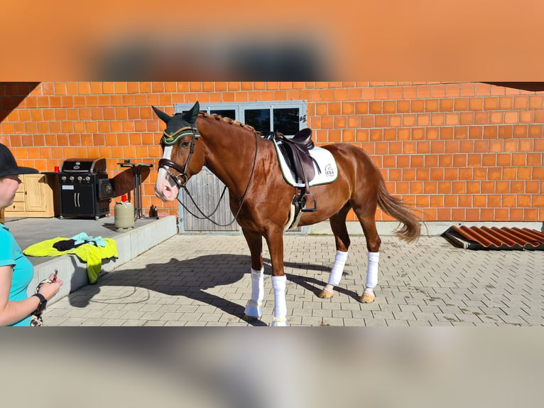 Bayerskt varmblod Valack 12 år 175 cm Fux in Hausen