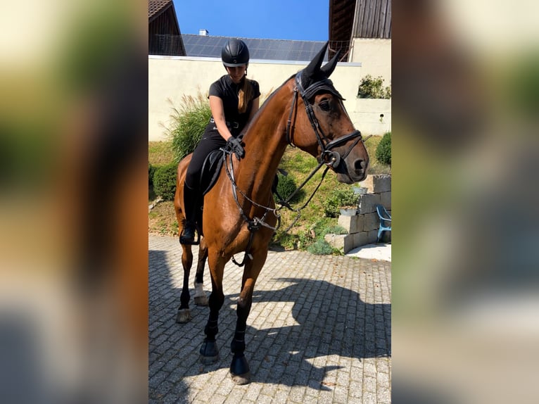 Bayerskt varmblod Valack 8 år 184 cm Brun in Neunburg vorm Wald