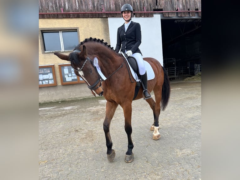 Bayerskt varmblod Valack 8 år 184 cm Brun in Neunburg vorm Wald