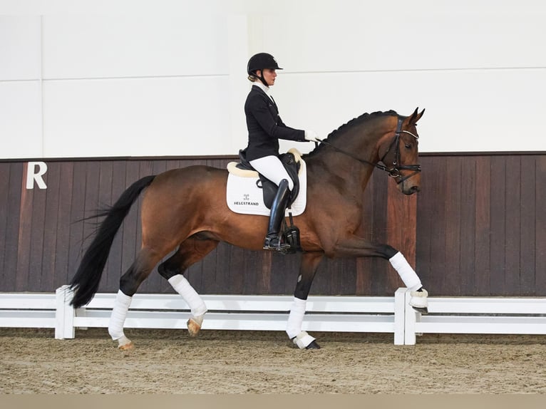 BE SURE Hannover Stallone Baio in Syke