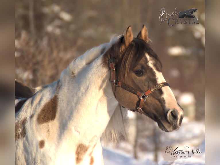 BEARLY CRYSTAL American Paint Horse Hengst Grullo in Mellingen