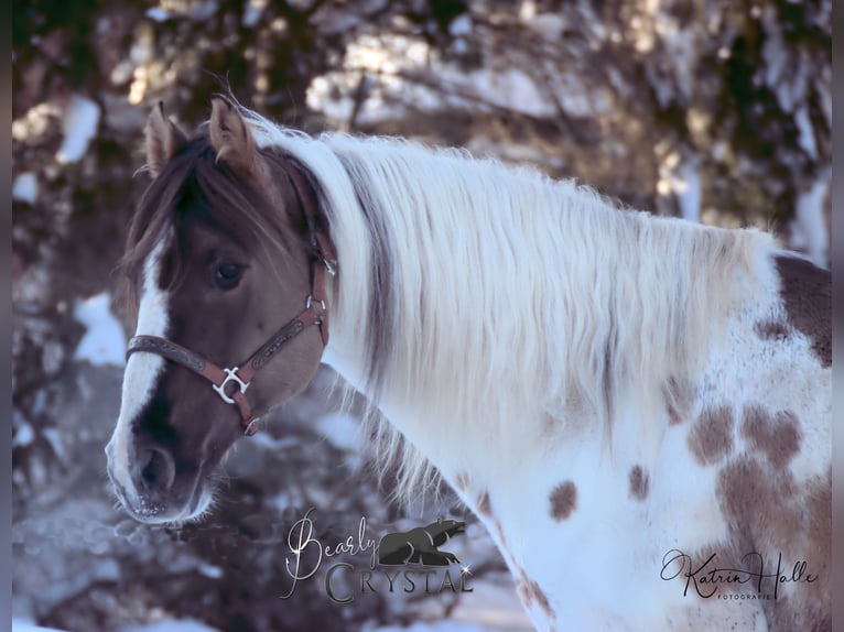 BEARLY CRYSTAL American Paint Horse Semental Grullo in Mellingen