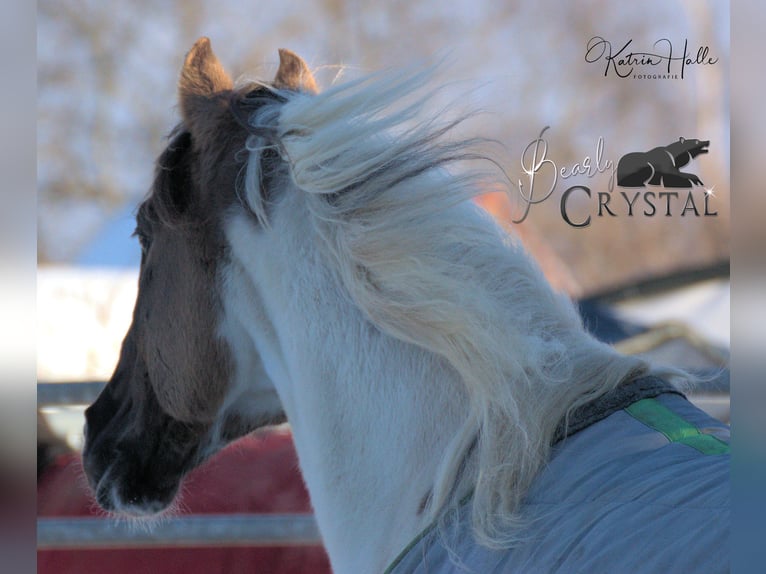 BEARLY CRYSTAL American Paint Horse Stallone Grullo in Mellingen