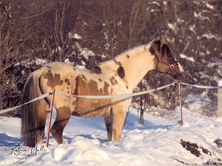 BEARLY CRYSTAL Paint Horse Étalon Grullo in Mellingen
