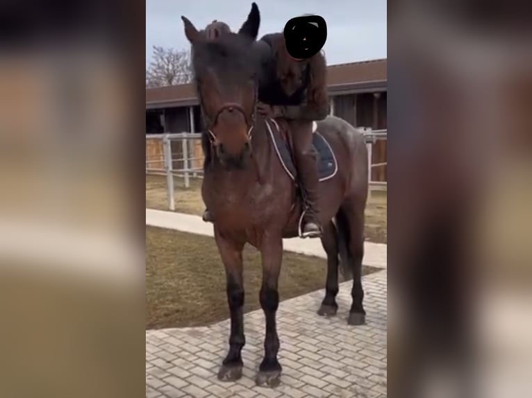 Beberbecker horse Gelding 10 years Brown in Gars am Kamp