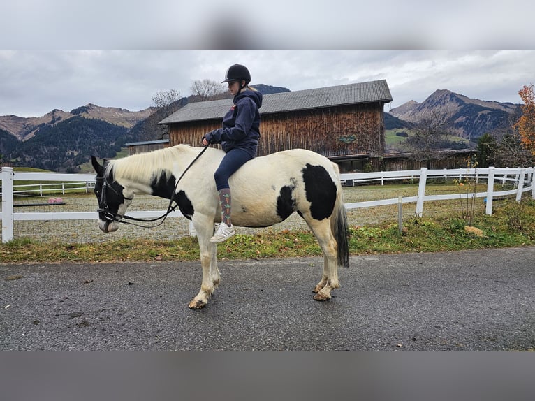 Beberbecker horse Stallion 19 years 14,1 hh Pinto in Raggal