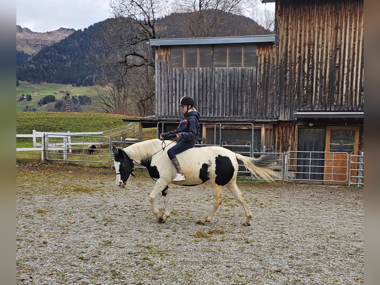 Beberbecker Paard Hengst 19 Jaar 147 cm Gevlekt-paard in Raggal