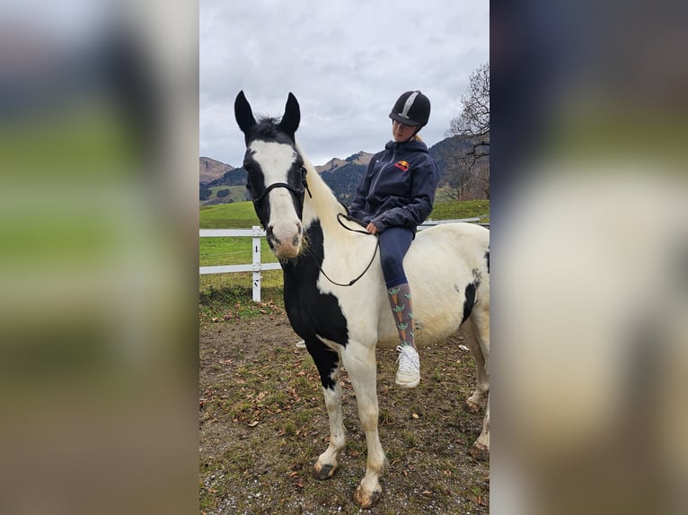 Beberbecker Paard Hengst 19 Jaar 147 cm Gevlekt-paard in Raggal