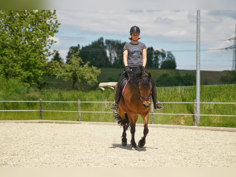 Beberbecker Mix Stute 12 Jahre 158 cm in Mehr