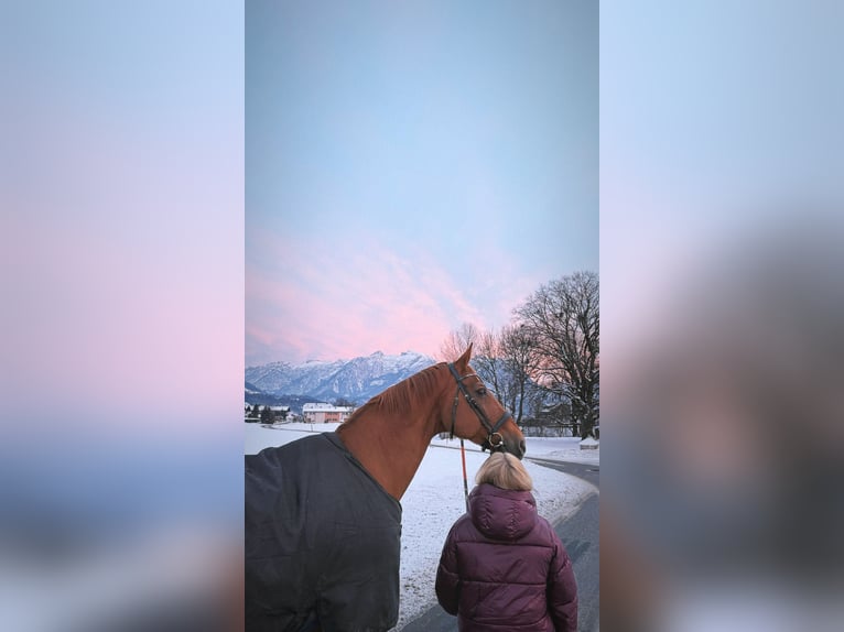 Beberbecker Wallach 25 Jahre 175 cm Fuchs in Salzburg, Kuchl