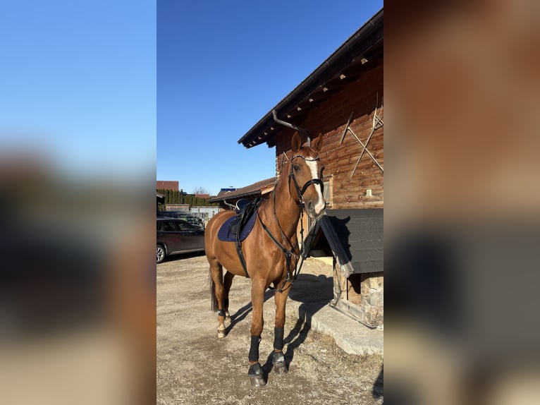 Beberbecker Wallach 25 Jahre 175 cm Fuchs in Salzburg, Kuchl