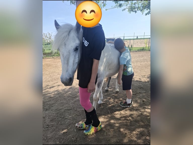 Beberbecker Wallach 5 Jahre 115 cm Schecke in Bernhardsthal