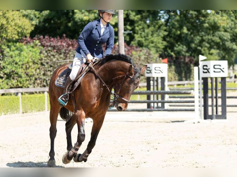 Belga Castrone 10 Anni 162 cm Baio scuro in Sleidinge