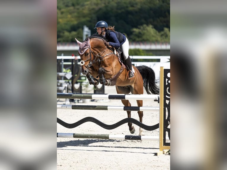 Belga Castrone 10 Anni 170 cm Baio scuro in Bratislava