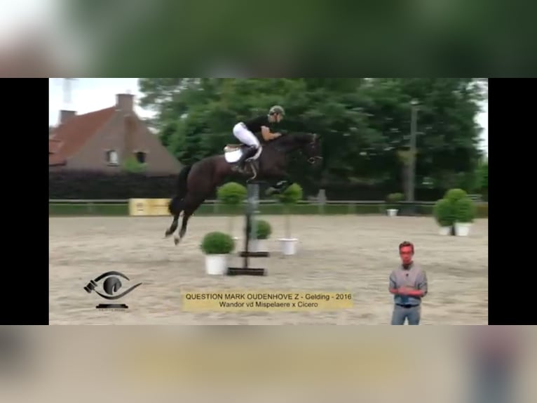 Belga Castrone 10 Anni 172 cm Morello in Brugge