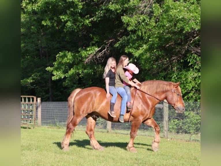 Belga Castrone 10 Anni 173 cm Sauro scuro in Howell