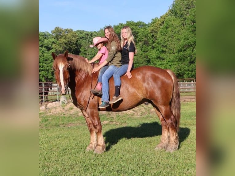 Belga Castrone 10 Anni 173 cm Sauro scuro in Howell