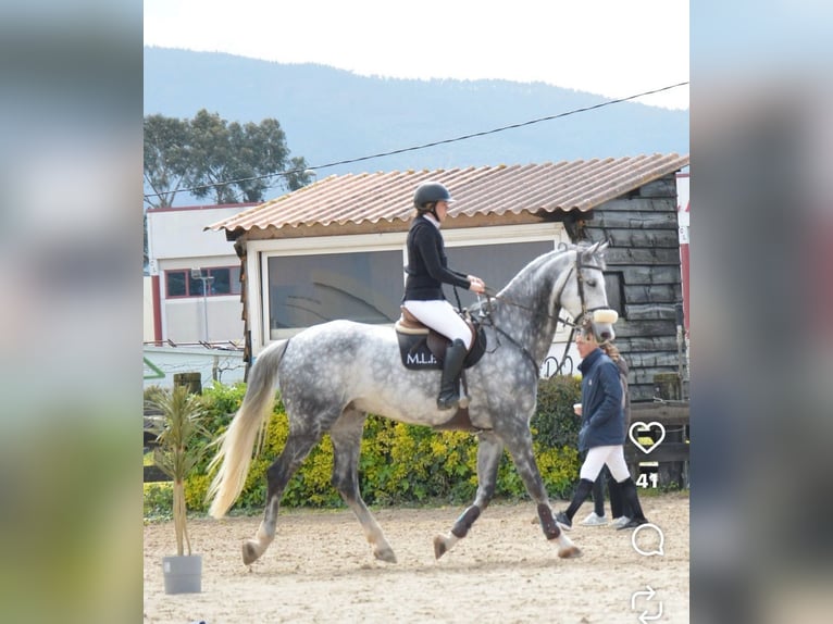 Belga Castrone 10 Anni 178 cm Grigio in GORNAZO
