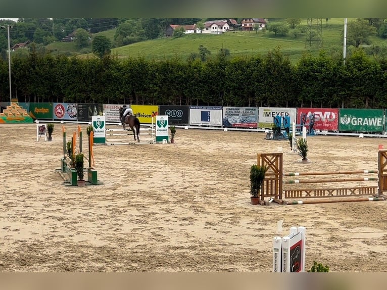 Belga Castrone 10 Anni 180 cm Baio in Allerheiligen bei Wildon