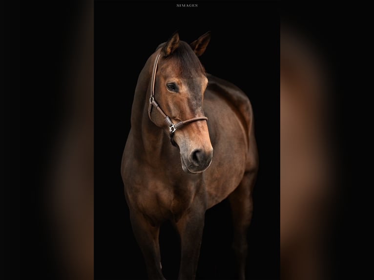 Belga Castrone 10 Anni 180 cm Baio in Allerheiligen bei Wildon