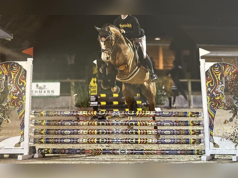 Belga Castrone 11 Anni 160 cm Baio in selestat