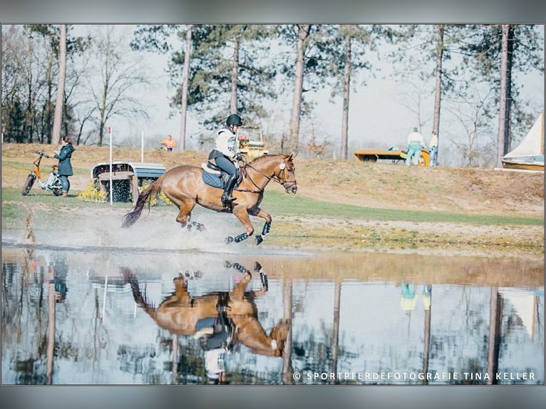 Belga Castrone 11 Anni 164 cm Sauro in Warendorf