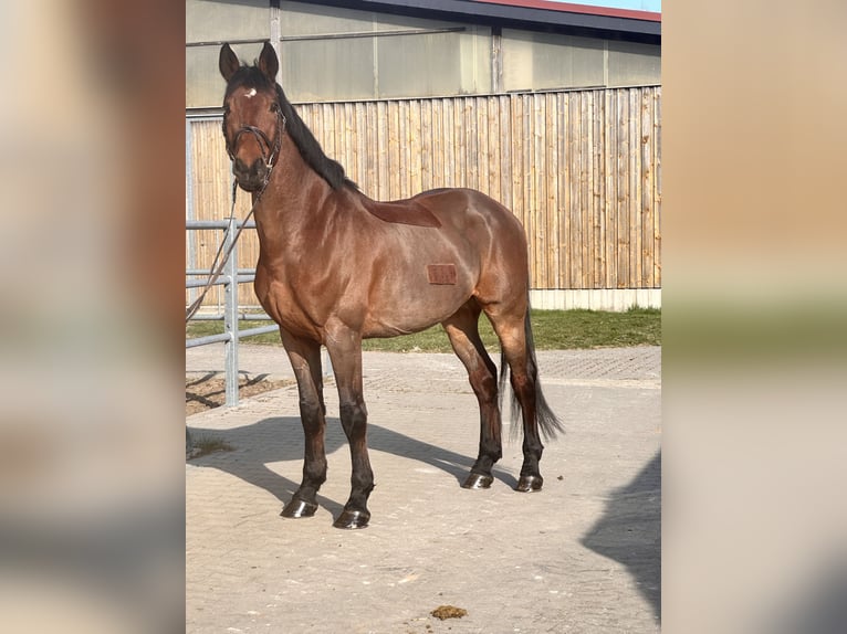 Belga Castrone 11 Anni 170 cm Baio in Leipzig