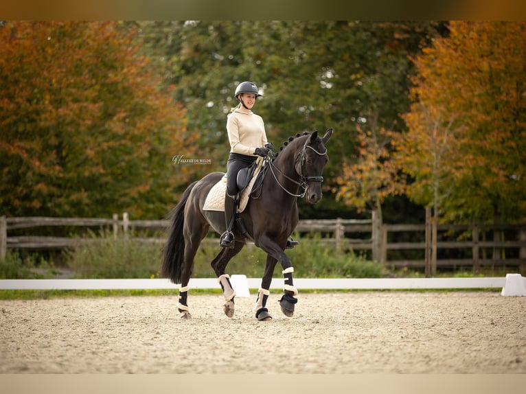 Belga Castrone 11 Anni 170 cm Morello in Vorst