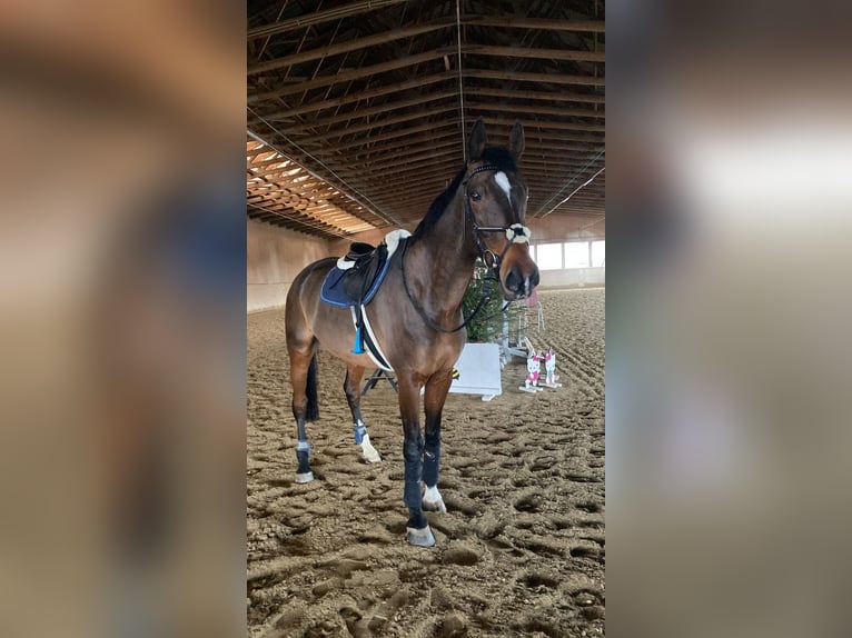 Belga Castrone 11 Anni 186 cm Baio in Schiedlberg