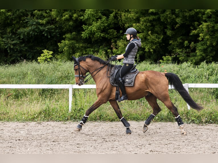 Belga Castrone 12 Anni 168 cm Baio ciliegia in Budapest