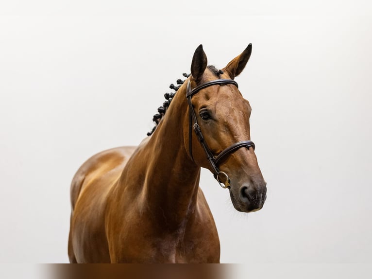 Belga Castrone 12 Anni 169 cm Baio in Waddinxveen Belga Castrone 12 Anni 169 cm Baio in Waddinxveen