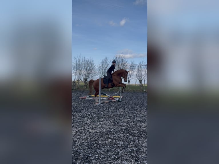 Belga Castrone 12 Anni 173 cm Sauro in Stadskanaal