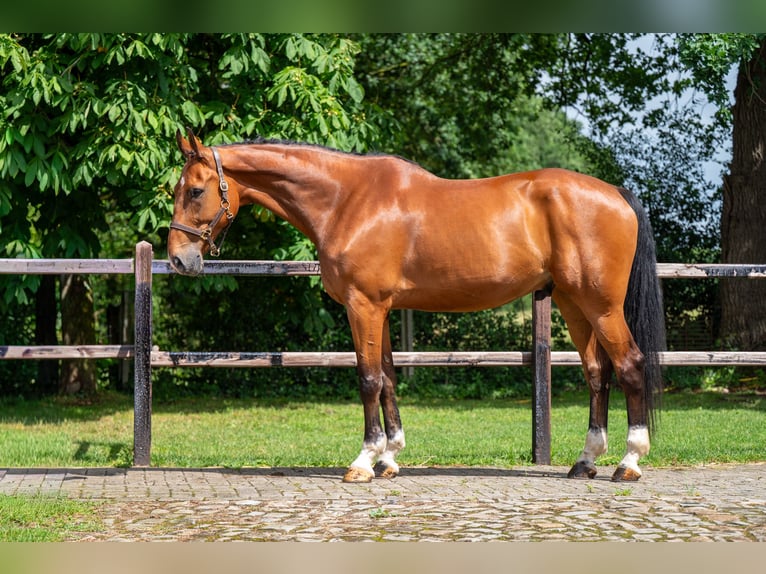 Belga Castrone 12 Anni 175 cm Baio in Grote-Brogel