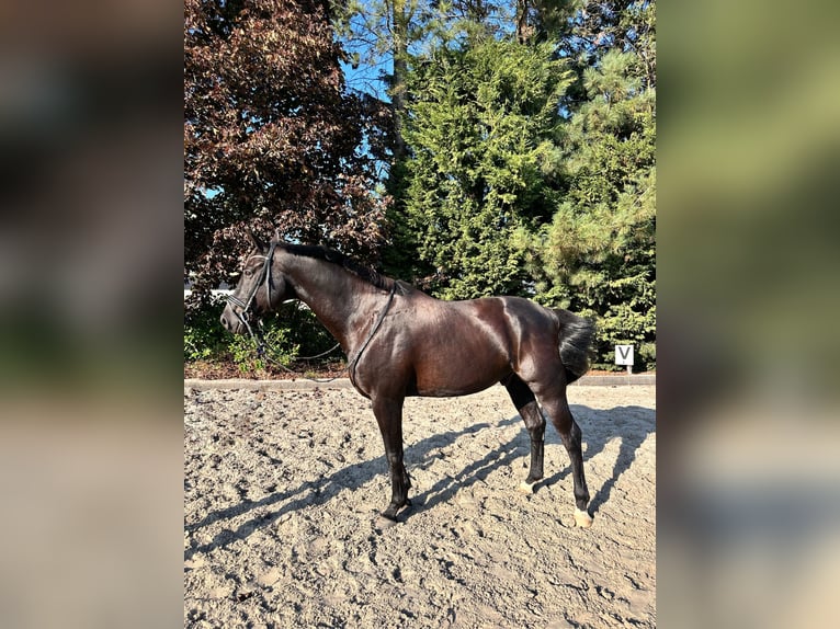 Belga Castrone 12 Anni 175 cm Morello in Kasterlee