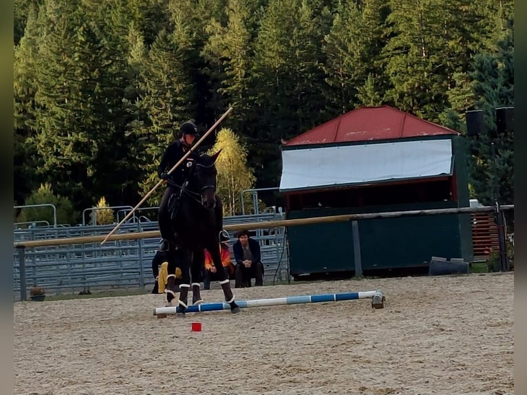 Belga Castrone 12 Anni 176 cm Baio nero in Igls