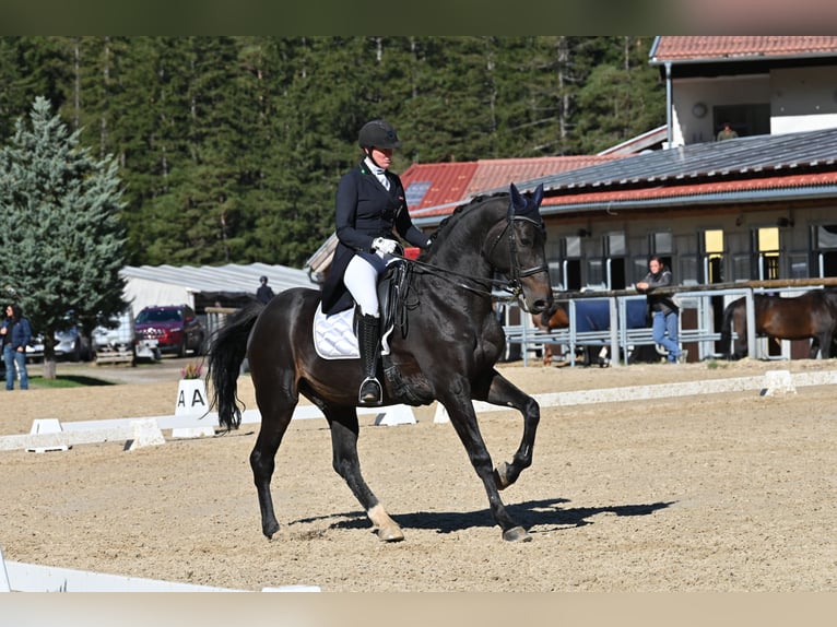 Belga Castrone 12 Anni 176 cm Baio nero in Igls