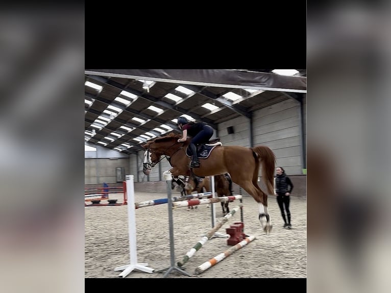 Belga Castrone 12 Anni 180 cm Sauro in Passendale