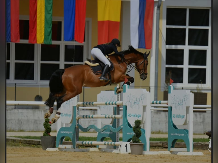 Belga Castrone 12 Anni Baio in Schlatt