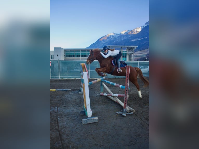 Belga Castrone 13 Anni 145 cm Sauro in Aosta