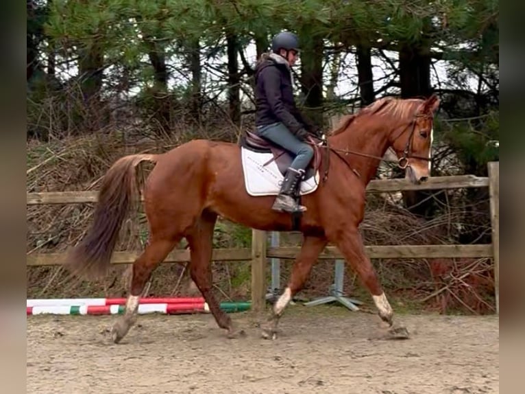 Belga Castrone 13 Anni 165 cm Sauro in Bornem