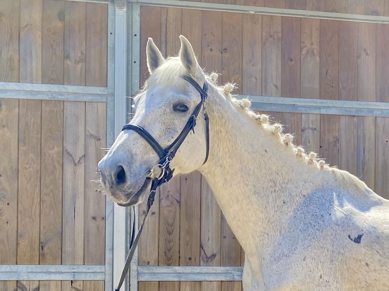 Belga Castrone 13 Anni 170 cm Grigio in Santa Susanna