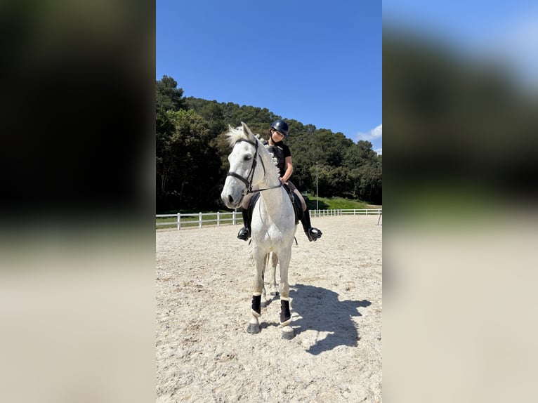 Belga Castrone 13 Anni 170 cm Grigio in Santa Susanna