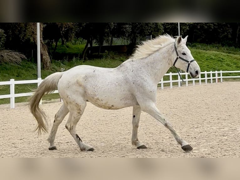 Belga Castrone 13 Anni 170 cm Grigio in Santa Susanna