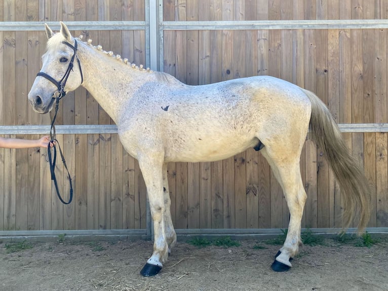 Belga Castrone 13 Anni 170 cm Grigio in Santa Susanna