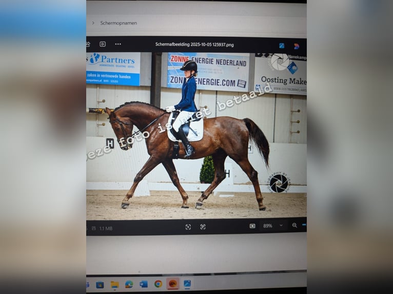 Belga Castrone 13 Anni 174 cm Sauro scuro in Wijster