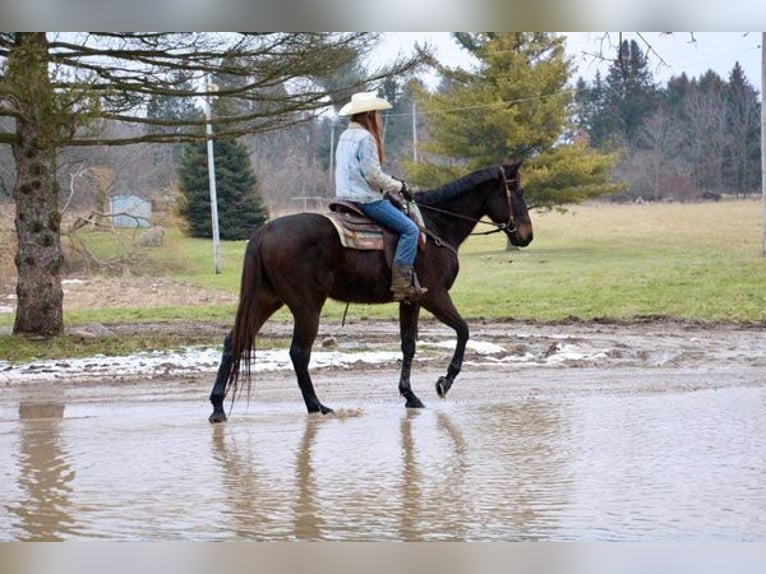 Belga Castrone 13 Anni Baio ciliegia in Howell