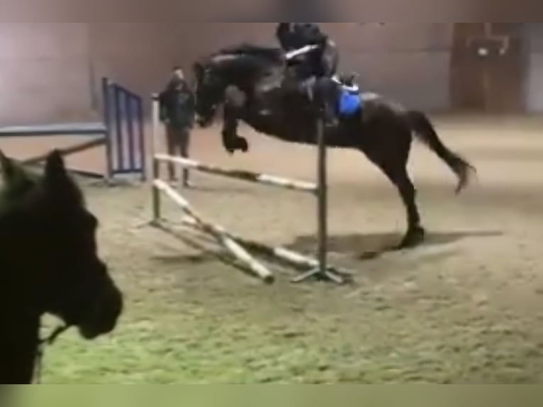 Belga Castrone 14 Anni 167 cm Baio in Lier