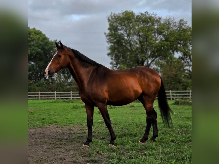 Belga Castrone 14 Anni 167 cm Baio in Lier