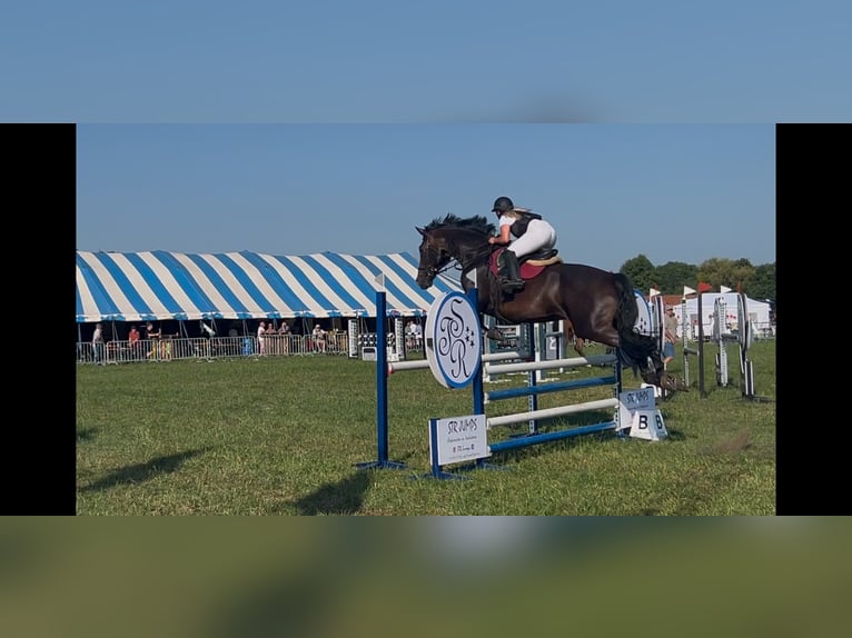 Belga Castrone 14 Anni 175 cm Morello in Geel