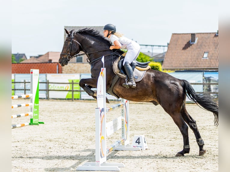 Belga Castrone 14 Anni 175 cm Morello in Geel